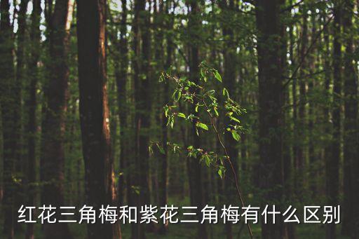 紅花三角梅，如果把三角梅的紅花用來泡茶喝可以嗎
