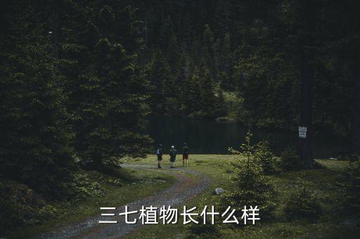 三七植物長什么樣