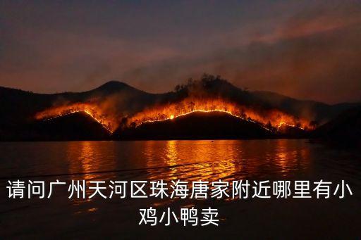請(qǐng)問(wèn)廣州天河區(qū)珠海唐家附近哪里有小雞小鴨賣(mài)