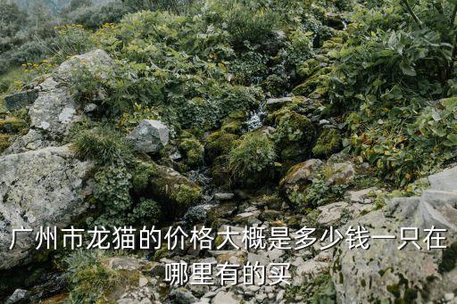 廣州市龍貓的價格大概是多少錢一只在哪里有的買