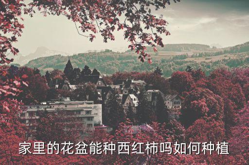 家里的花盆能種西紅柿嗎如何種植