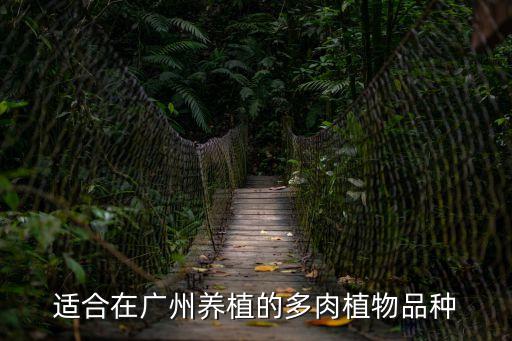 海豹多肉廣州能養(yǎng)不，廣州真的不適合養(yǎng)多肉嗎