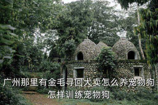 廣州哪里可以拉布拉多聚會，廣州那里有金毛尋回犬賣怎么養寵物狗怎樣訓練寵物狗