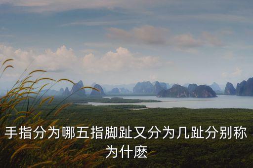 手指分為哪五指腳趾又分為幾趾分別稱為什麼