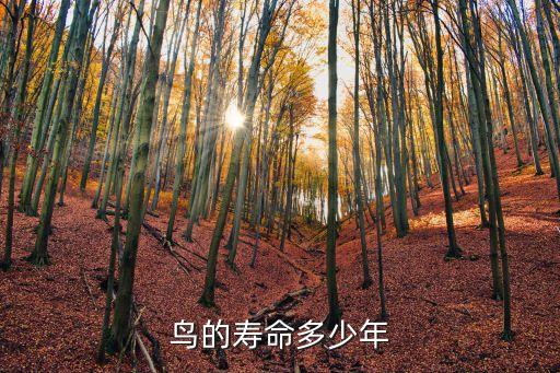 鳥的壽命，鳥的壽命是多少年