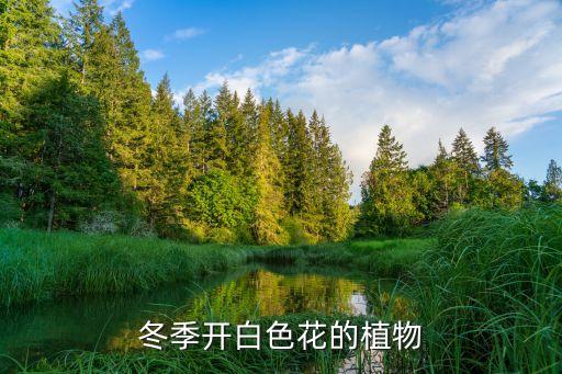 廣州蘿崗公園柏樹，冬季開白色花的植物