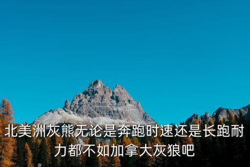 加拿大灰狼，北美洲灰熊無論是奔跑時速還是長跑耐力都不如加拿大灰狼吧