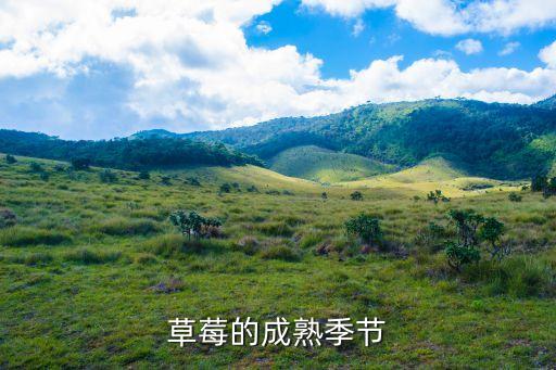 草莓成熟季節(jié)，草莓的成熟季節(jié)