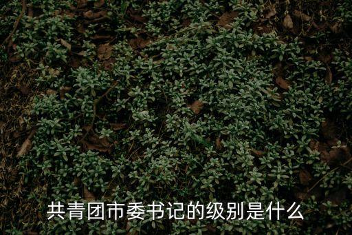 共青團市委書記的級別是什么