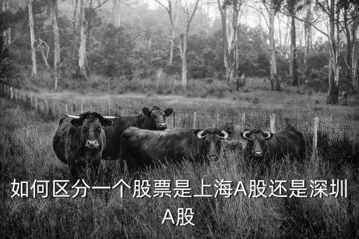 如何判斷股票是上海市還是深圳，如何區(qū)分一個(gè)股票是上海A股還是深圳A股