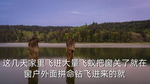 廣州大飛螞蟻，白蟻防治后還有飛蟻飛出要緊