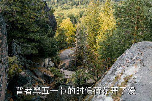 五一廣州荷花開了嗎，五月一號的時候荷花開了沒有