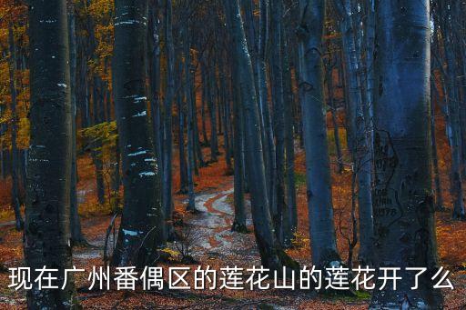 現(xiàn)在廣州番偶區(qū)的蓮花山的蓮花開了么