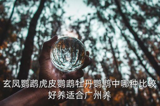 虎皮鸚鵡廣州給不給養，玄鳳鸚鵡虎皮鸚鵡牡丹鸚鵡中哪種比較好養適合廣州養