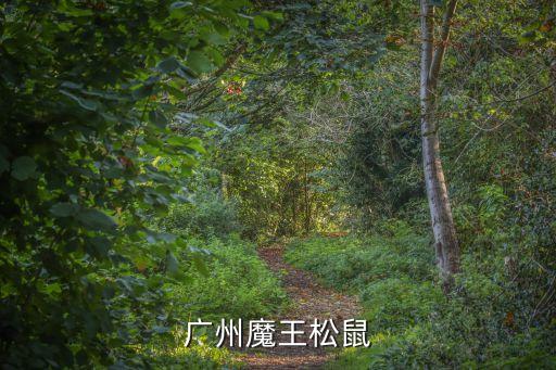 廣州魔王松鼠