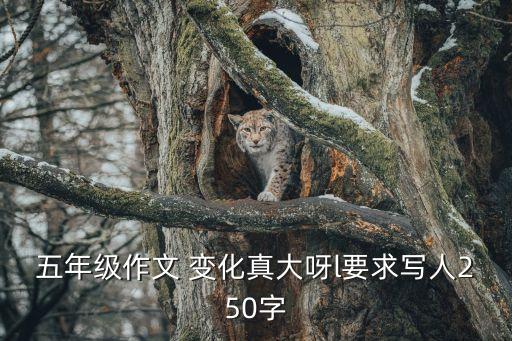 釣龍蝦作文，抓蝦作文