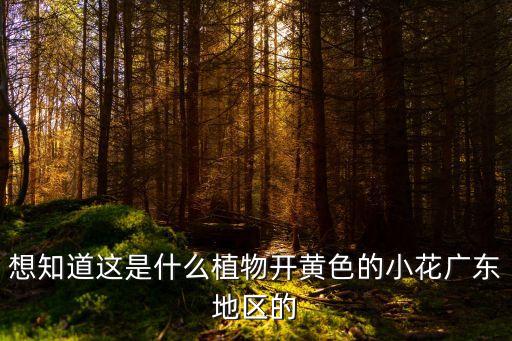 想知道這是什么植物開黃色的小花廣東地區的