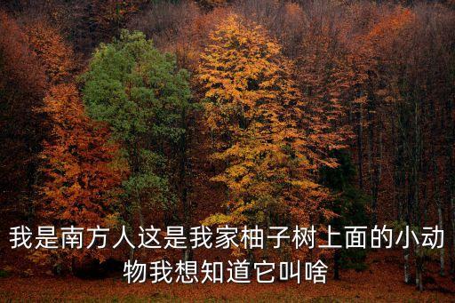 我是南方人這是我家柚子樹上面的小動物我想知道它叫啥