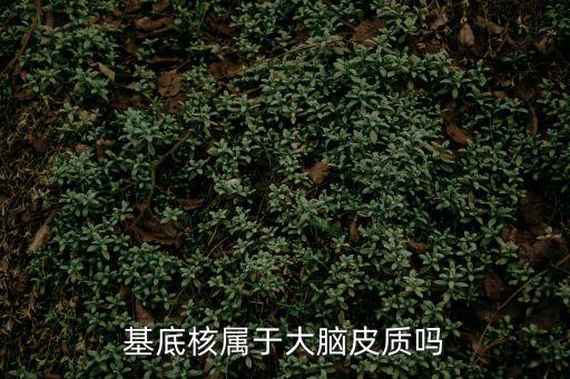 基底核屬于大腦皮質(zhì)嗎