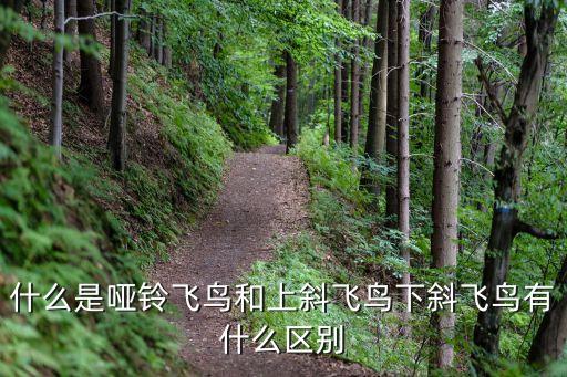 平板啞鈴飛鳥，什么是啞鈴飛鳥和上斜飛鳥下斜飛鳥有什么區(qū)別