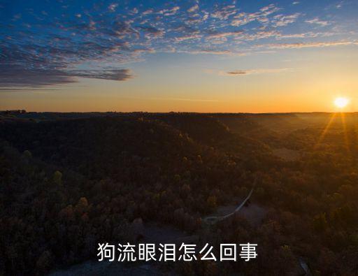 狗流眼淚，狗流眼淚怎么回事