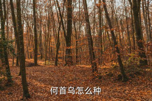 何首烏種植，何首烏怎么種