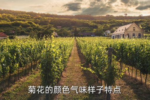 菊花簡介，什么是菊花