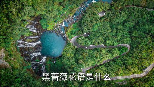 黑薔薇花語(yǔ)是什么