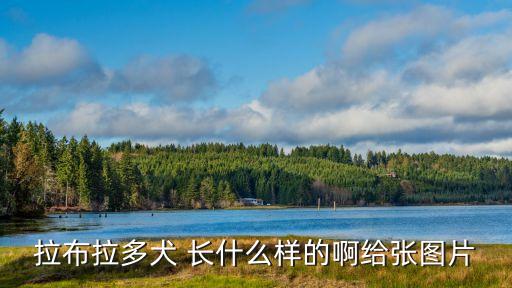 拉布拉多犬 長什么樣的啊給張圖片
