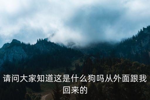 請問大家知道這是什么狗嗎從外面跟我回來的