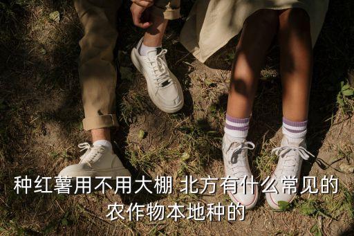 本地種，你在種植黃秋葵嗎