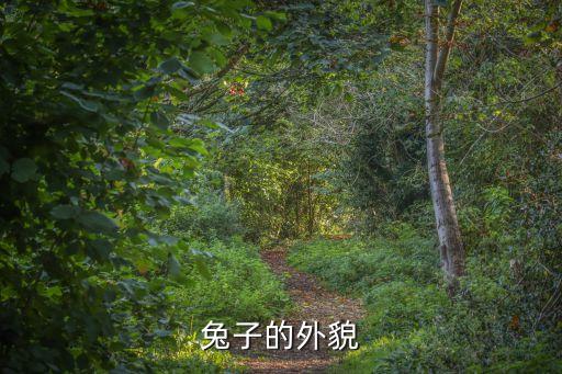 小白兔的外形，兔子的外貌