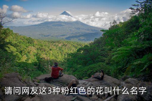 粉紅花，請問網友這3種粉紅色的花叫什么名字