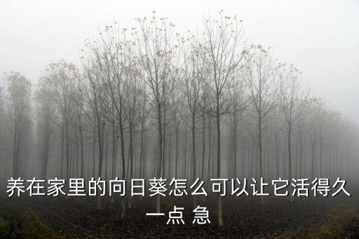 向日葵能養多久，向日葵用什么養時間久一點
