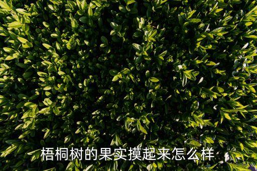 梧桐樹(shù)的果實(shí)摸起來(lái)怎么樣