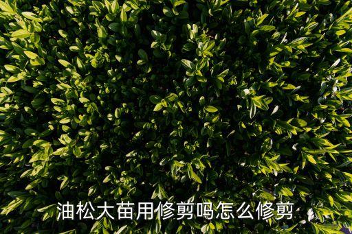 油松大苗用修剪嗎怎么修剪