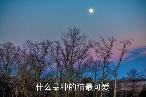 什么貓最可愛，什么品種的貓最可愛