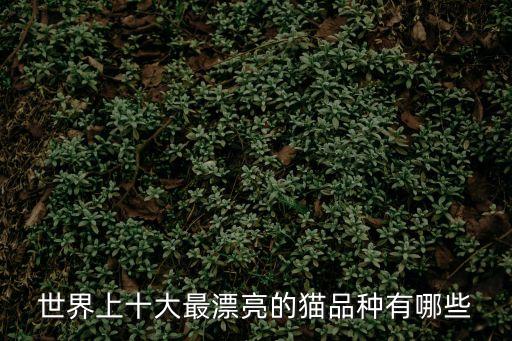 寵物貓，貓咪都有哪些品種哪種比較漂亮