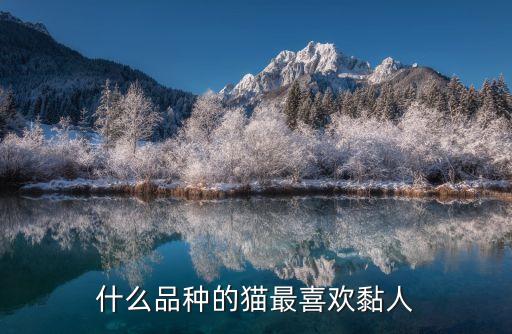 什么品種的貓最喜歡黏人