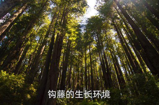 中藥鉤藤，鉤藤 怎么煎中醫進在線等