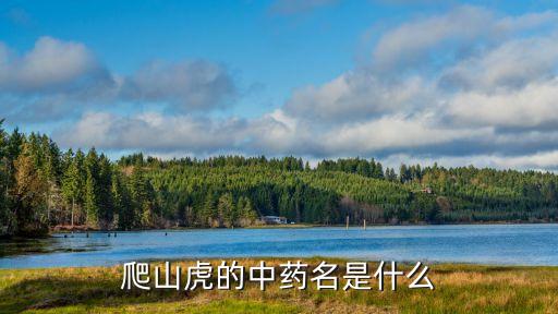 爬山虎的中藥名是什么