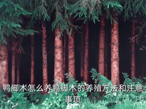 鴨掌木的養殖方法和注意事項，鴨腳木怎么養鴨腳木的養殖方法和注意事項