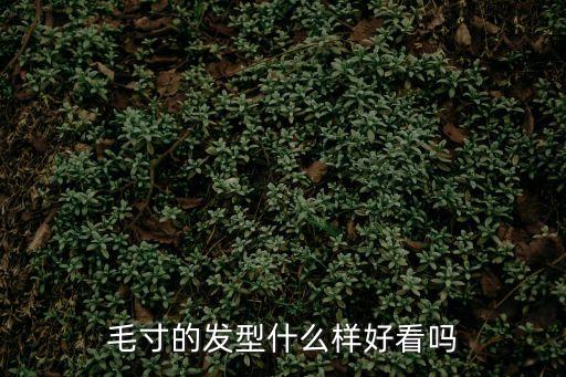 毛寸頭，介紹一下毛寸