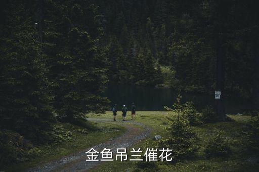 金魚吊蘭催花