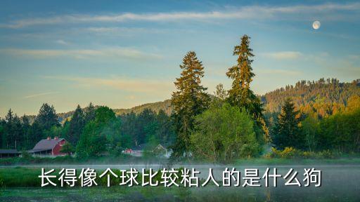 最粘人的狗，長得像個球比較粘人的是什么狗