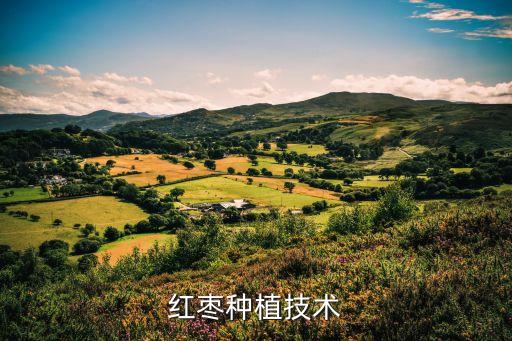 棗樹種植，怎么樣種植棗樹