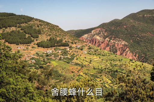 舍腰蜂什么目
