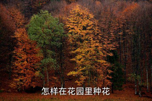 花園種花消消看，怎樣在花園里種花