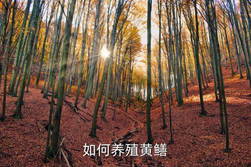 養黃鱔技術，養殖黃鱔需要什么技術