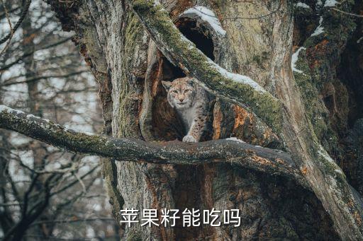 蘋果籽，蘋果籽能吃嗎